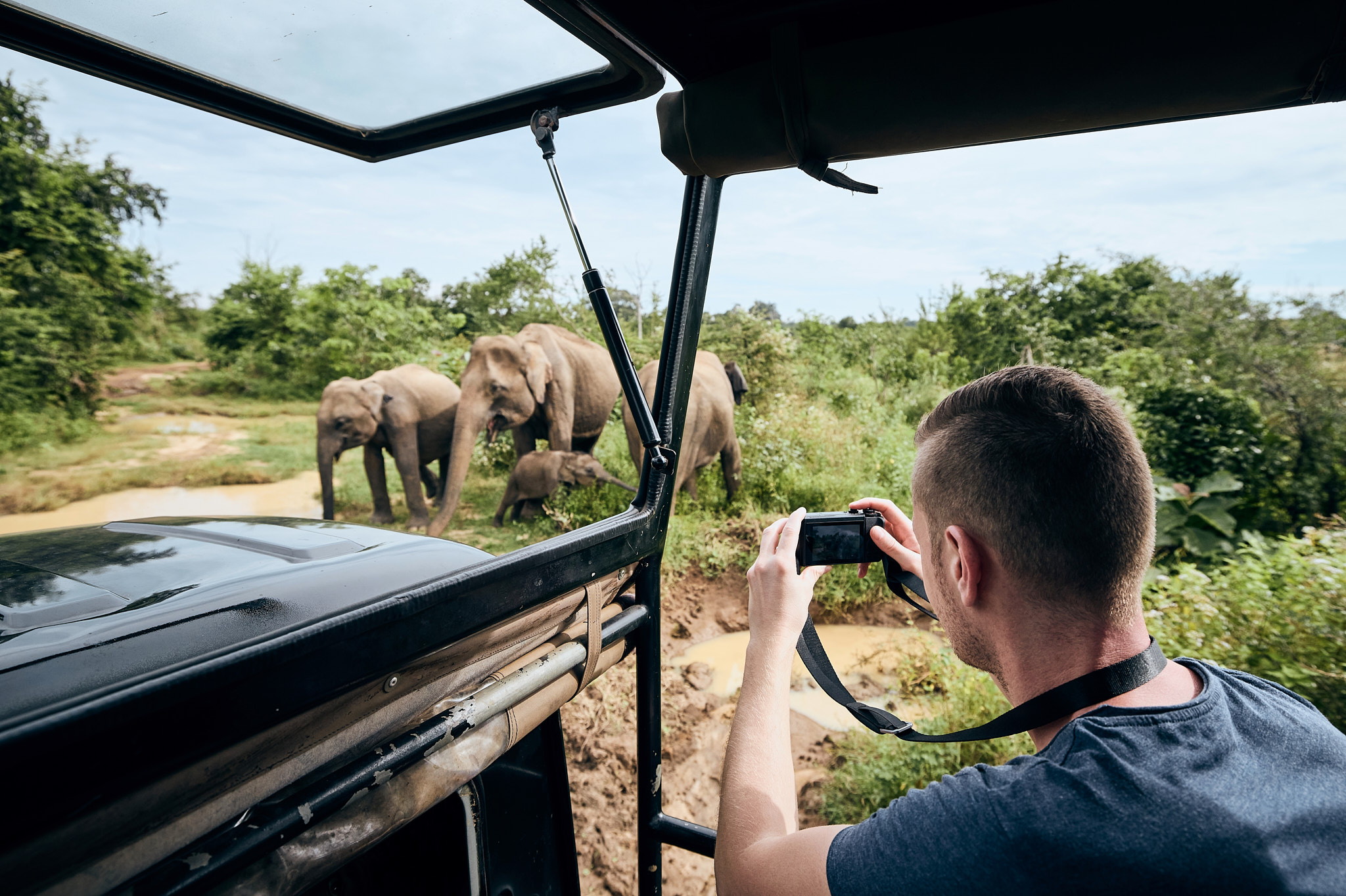 Wildlife Safari